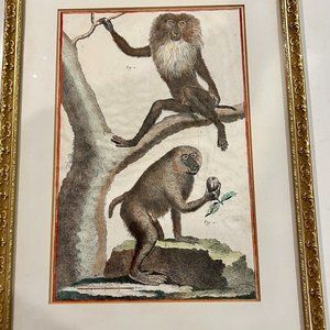 18th century, vintage hand colored prints, Papion, Baboon